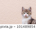 【子猫】かわいく見つめる猫 101489854