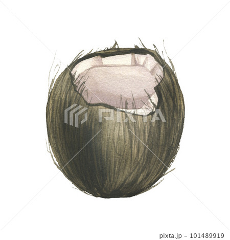 Half round coconut side view. Watercolor illustration hand drawn. Isolated object on a white background. For menu, recipes, cosmetics, price tag, compositions, prints. 101489919