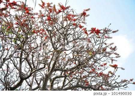 沖縄の県花 デイゴの花 沖縄の県花 デイゴの花 101490030