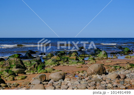 Rocky Baltic sea shore with green sea algae on stones. The Gulf of Riga. 101491499