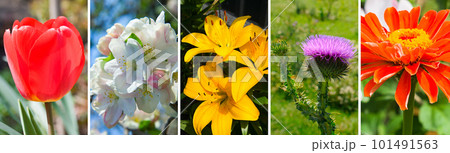 collage of summer gardens and flowers. Wide photo. collage of summer gardens and flowers. Wide photo. 101491563