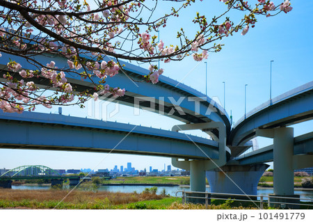 荒川堤の福禄寿の五色桜と河北ジャンクション 荒川堤の福禄寿の五色桜と河北ジャンクション 101491779