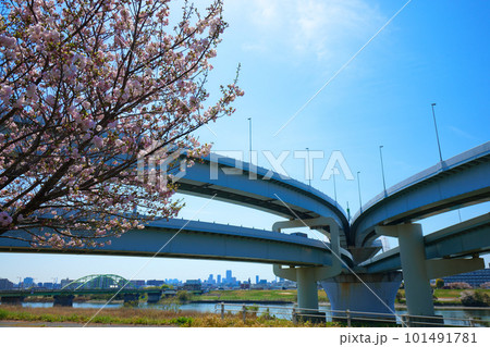 荒川堤の福禄寿の五色桜と河北ジャンクション 荒川堤の福禄寿の五色桜と河北ジャンクション 101491781
