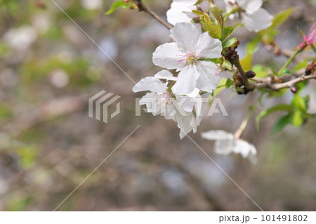 散りゆく冬桜のクローズアップ・春ざき【緑背景】 101491802