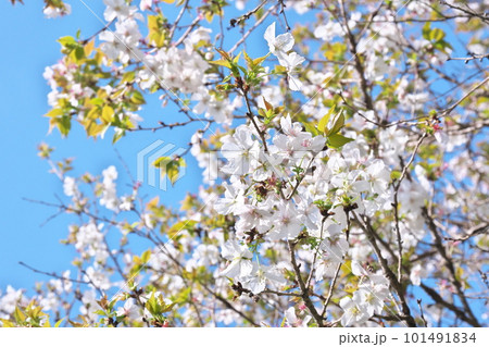 青空に映える満開の冬桜・春ざき 101491834
