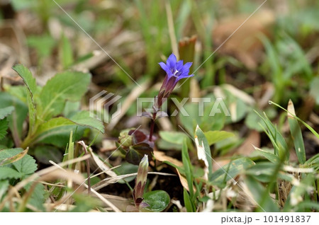 ハルリンドウの花 ハルリンドウの花 101491837