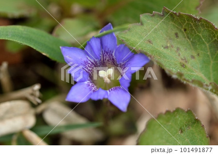 ハルリンドウの花 101491877