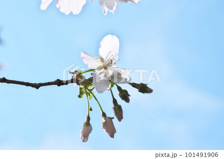 青空に映える冬桜・春ざき【逆光】 青空に映える冬桜・春ざき【逆光】 101491906