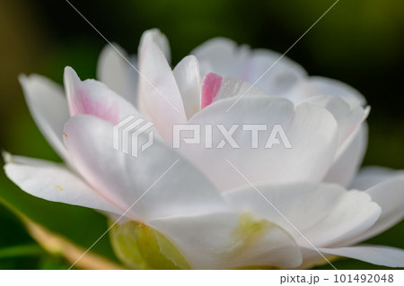 ヤブツバキ・五色散椿_6397 ヤブツバキ・五色散椿_6397 101492048