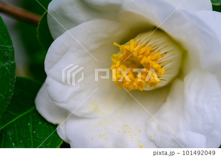 ヤブツバキ・塩見白花(しおみはっか)_6358 ヤブツバキ・塩見白花(しおみはっか)_6358 101492049