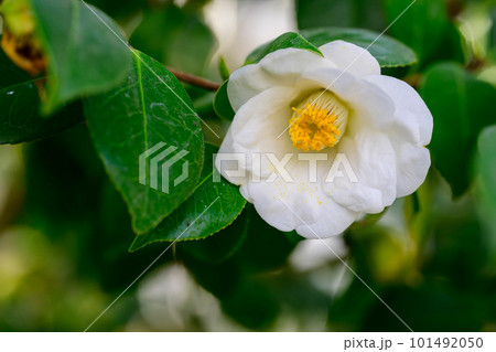 ヤブツバキ・塩見白花（しおみはっか）_6363 101492050