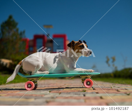 Jack russell terrier dog in sunglasses rides a penny board outdoors. Jack russell terrier dog in sunglasses rides a penny board outdoors. 101492187