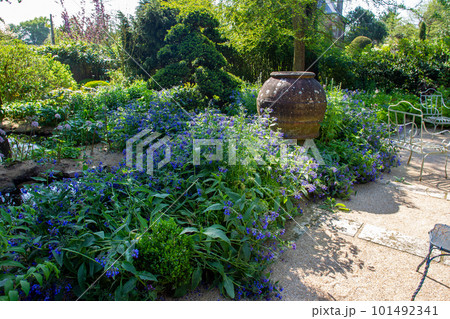 Mertensia maritima in Normandia (the Agapanthe garden) Mertensia maritima in Normandia (the Agapanthe garden) 101492341