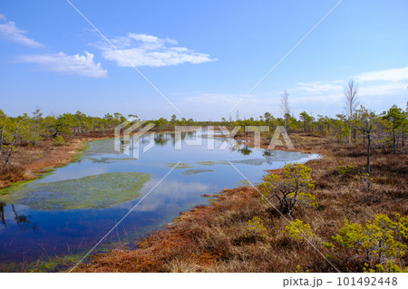 Kemeru swamp, national park with blue lake and trees, and bushes in Latvia with wooden pathway between water, Europe Kemeru swamp, national park with blue lake and trees, and bushes in Latvia with wooden pathway between water, Europe 101492448