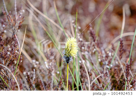 flowers of a plant growing in a swamp on a spring and summer day 101492453