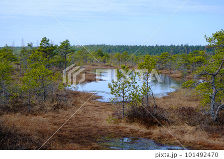 Kemeru swamp, national park with blue lake and trees, and bushes in Latvia with wooden pathway between water, Europe Kemeru swamp, national park with blue lake and trees, and bushes in Latvia with wooden pathway between water, Europe 101492470