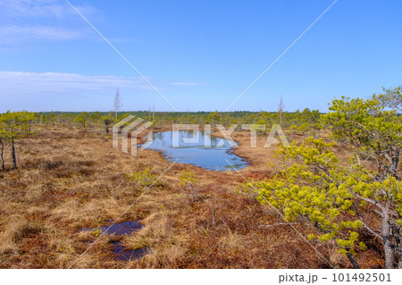 Kemeru swamp, national park with blue lake and trees, and bushes in Latvia with wooden pathway between water, Europe 101492501