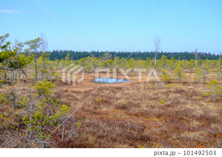 Kemeru swamp, national park with blue lake and trees, and bushes in Latvia with wooden pathway between water, Europe 101492503
