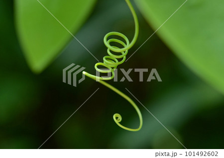 巻きひげが創る美しい自然の芸術（らせん状に巻いてぶら下がるトケイソウの巻きひげが美しい） 101492602