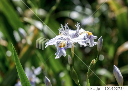 アヤメ科アヤメ属のシャガの花は多年草【射干】 アヤメ科アヤメ属のシャガの花は多年草【射干】 101492724