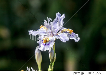 アヤメ科アヤメ属のシャガの花は多年草【射干】 101492725