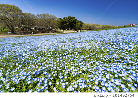 春の国営ひたち海浜公園　咲きそろったネモフィラ　茨城県ひたちなか市 101492754