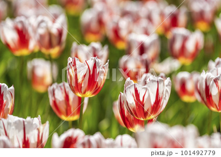 春の国営ひたち海浜公園　鮮やかに咲きそろったチューリップ　茨城県ひたちなか市   101492779