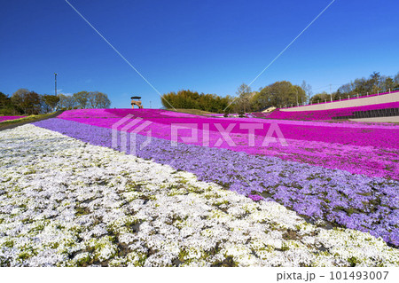 早朝の市貝町芝ざくら公園　青空と満開のシバザクラ　栃木県市貝町 101493007