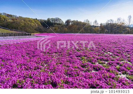 早朝の市貝町芝ざくら公園　青空と満開のシバザクラ　栃木県市貝町 101493015