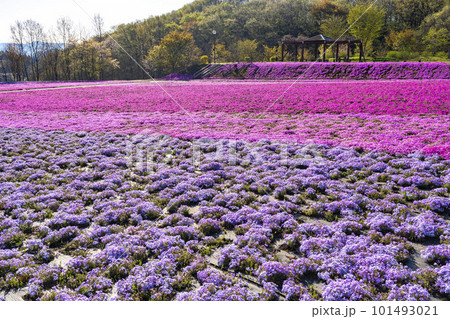 早朝の市貝町芝ざくら公園 青空と満開のシバザクラ 栃木県市貝町 早朝の市貝町芝ざくら公園 青空と満開のシバザクラ 栃木県市貝町 101493021