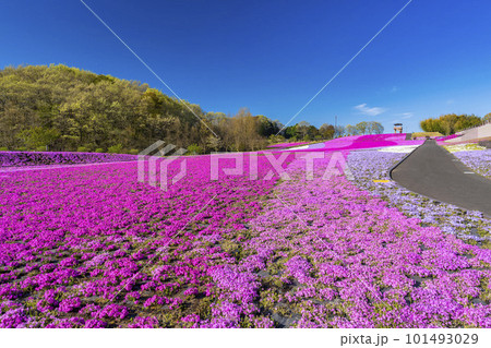 早朝の市貝町芝ざくら公園　青空と満開のシバザクラ　栃木県市貝町 101493029