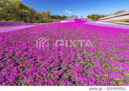 早朝の市貝町芝ざくら公園　青空と満開のシバザクラ　栃木県市貝町 101493031