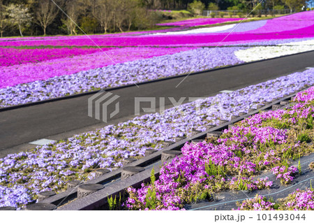 早朝の市貝町芝ざくら公園　青空と満開のシバザクラ　栃木県市貝町 101493044