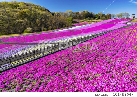 早朝の市貝町芝ざくら公園 青空と満開のシバザクラ 栃木県市貝町 早朝の市貝町芝ざくら公園 青空と満開のシバザクラ 栃木県市貝町 101493047
