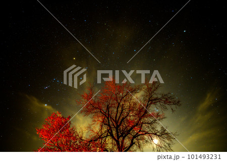 星空と桜の木 101493231