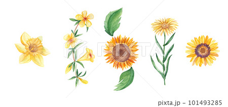 Watercolor set of yellow flowers. Narcissus, sunflower, yellow bell, xanthisma, ursinia. Hand drawn botanical illustration isolated on white background. Can be used for stickers, cards, farbic prints Watercolor set of yellow flowers. Narcissus, sunflower, yellow bell, xanthisma, ursinia. Hand drawn botanical illustration isolated on white background. Can be used for stickers, cards, farbic prints 101493285