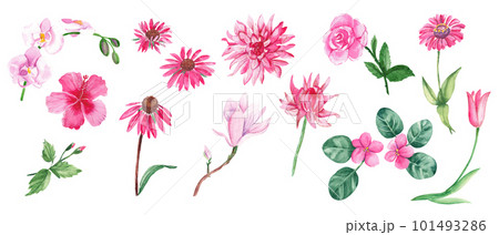 Big watercolor set of pink flowers. Wild, exotic, garden, tree, home flowers, herbs. Hand drawn botanical illustration isolated on white background. Botanical collection. Can be used for stickers Big watercolor set of pink flowers. Wild, exotic, garden, tree, home flowers, herbs. Hand drawn botanical illustration isolated on white background. Botanical collection. Can be used for stickers 101493286