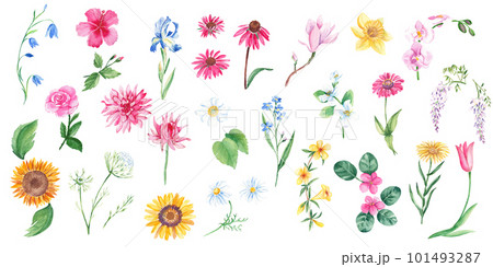 Big floral watercolor set. Wild, exotic, garden, tree flowers, herbs. Hand drawn botanical illustration isolated on white background. Botanical collection. Can be used for stickers, cards, farbic 101493287