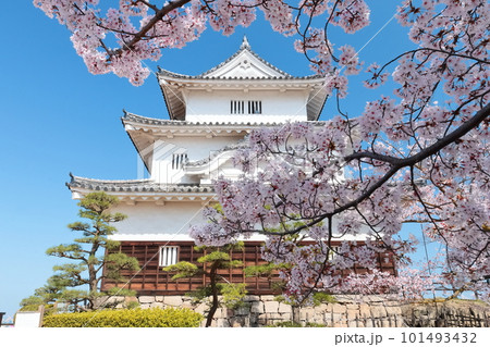 【香川県】桜咲く春の丸亀城(現存天守と石垣の名城) 【香川県】桜咲く春の丸亀城(現存天守と石垣の名城) 101493432