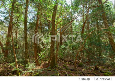 富士山麓に広がる広大な青木ヶ原樹海の中(遭難イメージ) 富士山麓に広がる広大な青木ヶ原樹海の中(遭難イメージ) 101493581