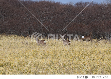 北海道 根室 野生のエゾソカ 北海道 根室 野生のエゾソカ 101493768