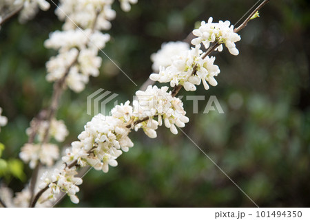 白いハナズオウ 101494350