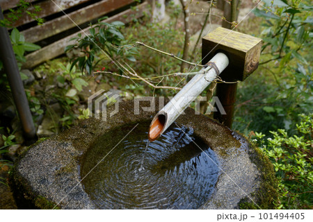 春の三千院　手水鉢　京都市左京区大原 101494405