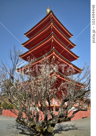 青空に映える五重塔と梅の花(浄心山願昭寺) 【大阪府富田林市】 青空に映える五重塔と梅の花(浄心山願昭寺) 【大阪府富田林市】 101494446