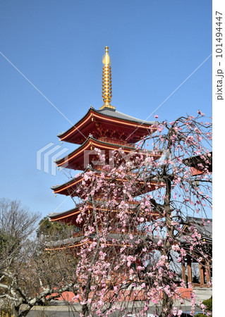 青空に映える五重塔と梅の花(浄心山願昭寺)　【大阪府富田林市】 101494447