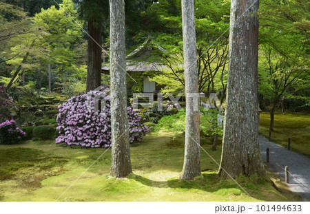 春の三千院　庭園と往生極楽院　京都市左京区大原 101494633