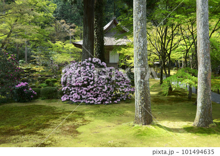 春の三千院　庭園と往生極楽院　京都市左京区大原 101494635