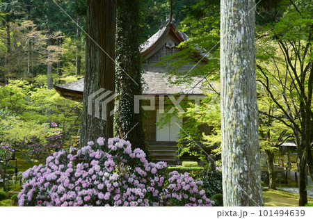 春の三千院　庭園と往生極楽院　京都市左京区大原 101494639