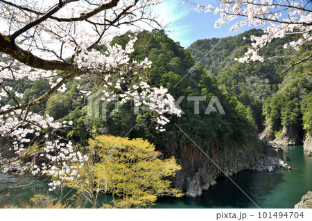 瀞峡の桜　【奈良県十津川村】 101494704