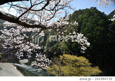 瀞峡の桜 【奈良県十津川村】 瀞峡の桜 【奈良県十津川村】 101494710